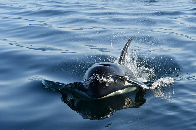 Alaska Whale Watching with bonus Drone viewing of Whales - Key Points