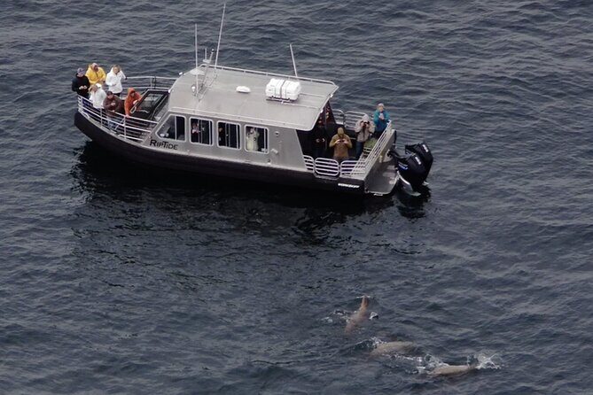 Alaska Whale Watching with bonus Drone viewing of Whales - An Authentic and Well-Organized Alaska Wildlife Tour