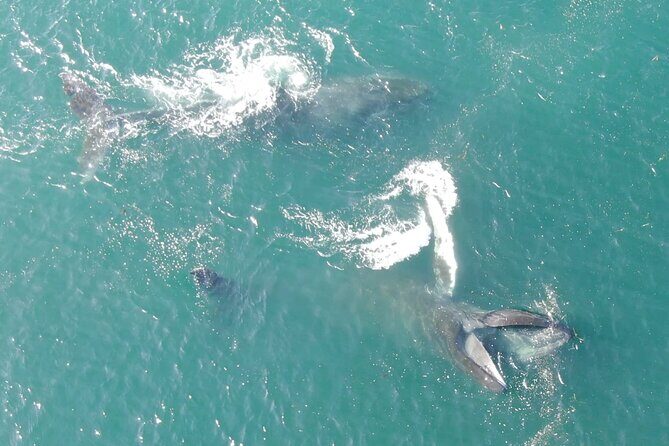 Alaska Whale Watching with bonus Drone viewing of Whales - Price and Value Analysis