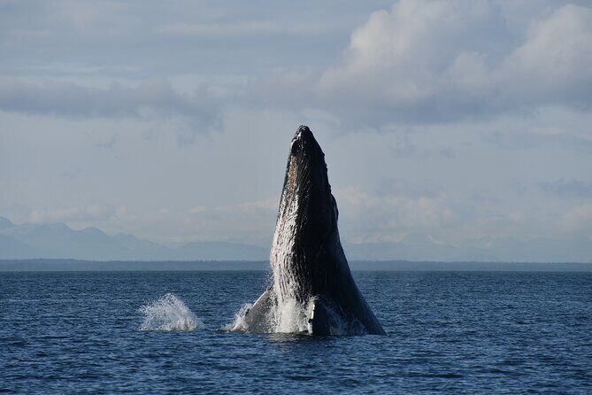 Alaska Whale Watching with bonus Drone viewing of Whales - The Sum Up