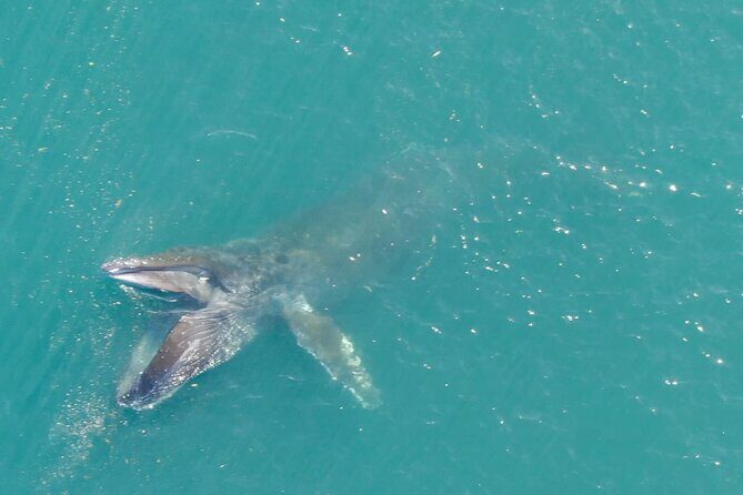 Alaska Whale Watching with bonus Drone viewing of Whales - FAQ