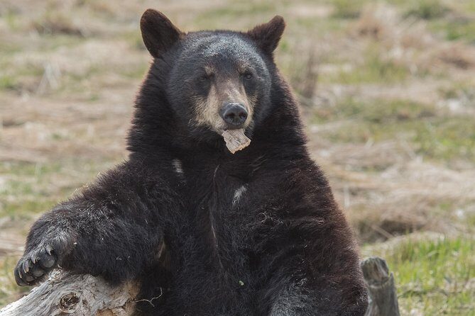 Alaska Wildlife Day Tour with Free Hotel Pickup - Key Points