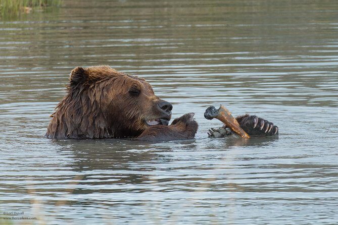 Alaska Wildlife Day Tour with Free Hotel Pickup - The Sum Up: Is this tour worth it?