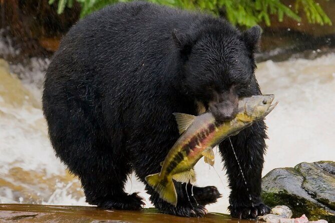 Alaska Wildlife Safari and Sightseeing Tour - What to Expect: Practical Details