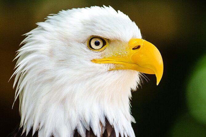 Alaska Wildlife Safari and Sightseeing Tour - Value and Price Analysis