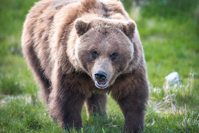 Alaska Wildlife Tour - Exploring the Itinerary in Detail