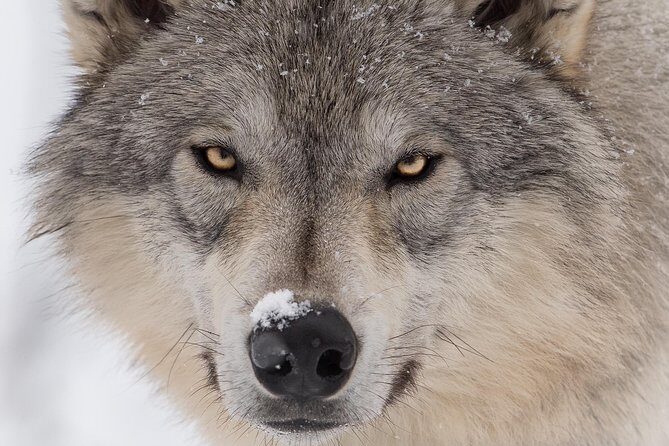 Alaska Wildlife Tour - The Value of This Tour