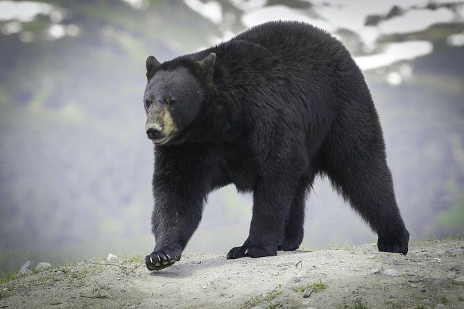 Alaska Wildlife Tour - Who Should Book This Tour?