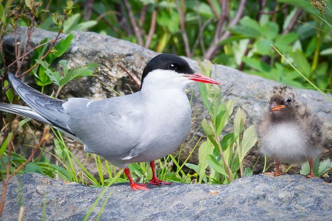 Alaska Wildlife Tour - FAQs