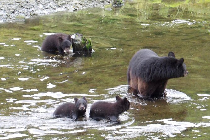 Alaska Wildlife Waterfall Tours - An In-Depth Look at the Experience