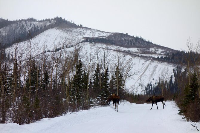 Alaskan Back Country Side by Side ATV Adventure with Meal - Who Should Consider This Tour?