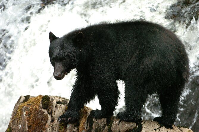 Alaskan Bear Encounter by Land & Sea - Pricing and Value