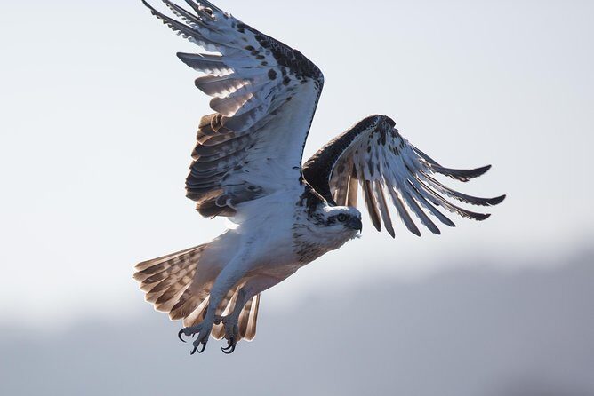 Albany Wildlife and Scenic Cruise - Who is This Tour Best For?