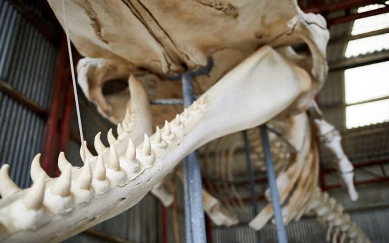 Albany's Whale Story - FAQs