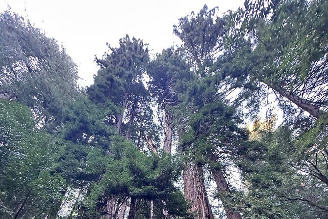 Alcatraz Night Tour & Muir Woods-Sausalito Afternoon or Morning - FAQs