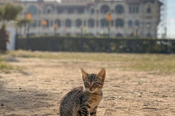 Alexandria Highlights Day Tour From Cairo - What Makes This Tour Stand Out?