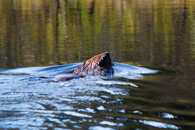 Algonquin Park 4-Day Deluxe Camping & Canoeing Adventure - Final Thoughts