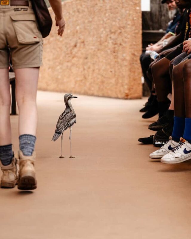 Alice Springs: Desert Park Entry Ticket - The Sum Up: Is It Worth It?