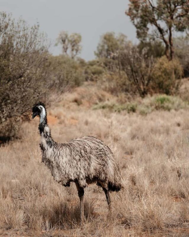 Alice Springs: Desert Park Entry Ticket - FAQ