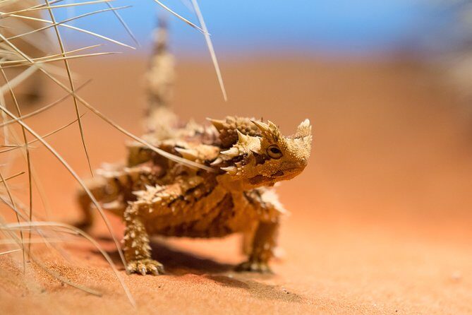 Alice Springs Desert Park General Entry Ticket - FAQ