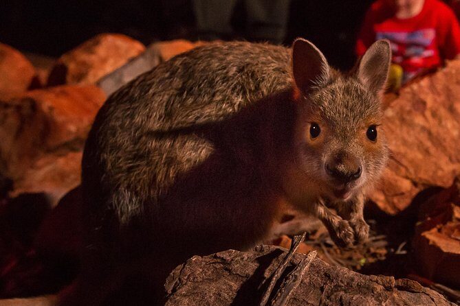 Alice Springs Desert Park Nocturnal Tour - An In-Depth Look at the Tour