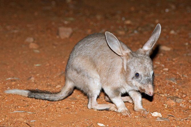 Alice Springs Desert Park Nocturnal Tour - Final Thoughts: Who Should Consider This Tour?