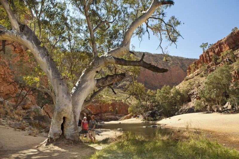 Alice Springs: Larapinta Hiking Trail 5 Day Adventure Safari - The Itinerary Breakdown: What You Can Expect