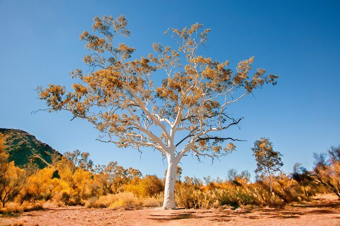 Alice Springs to Ross River Resort: A Self-Guided Outback Drive - Todd River and Aboriginal Creation Stories