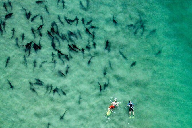 All Day Snorkel Package with Wetsuit Rental - Key Points