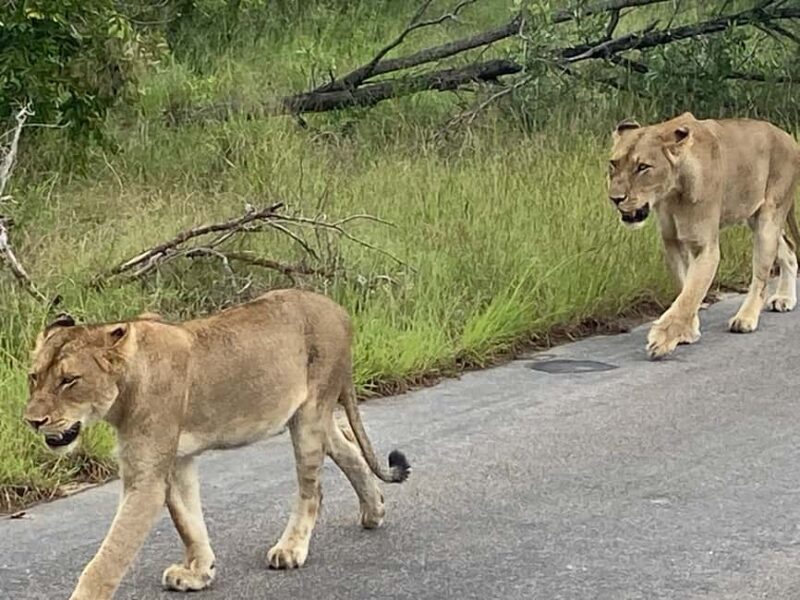 All incl. 4 Day Kruger South to Central from Johannesburg - Practical Tips for Your Safari