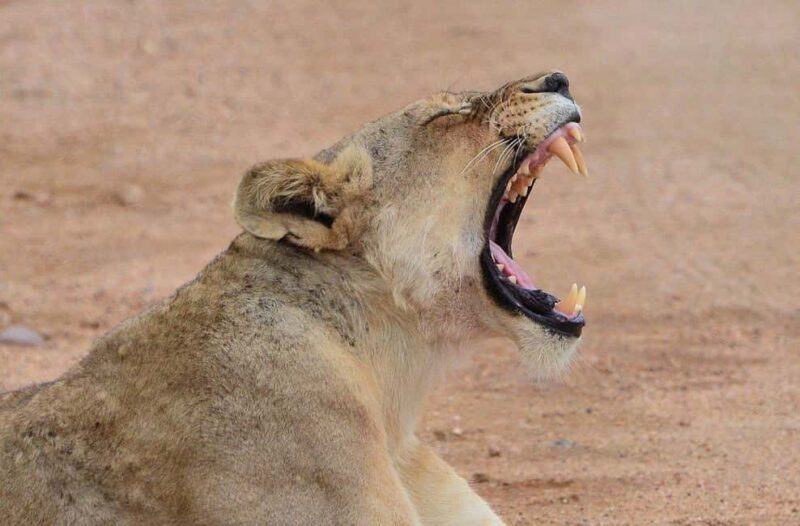 All inclusive 1 night Big Five Safari tour in from Cape Town - Key Points