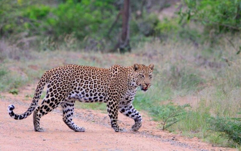 All inclusive 1 night Big Five Safari tour in from Cape Town - What to Expect on Your Safari