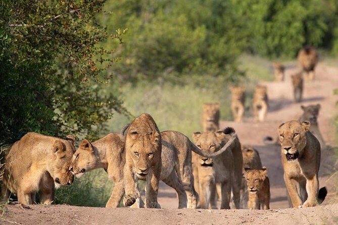 All Inclusive 2 Day Kruger Safari from Johannesburg - Frequently Asked Questions