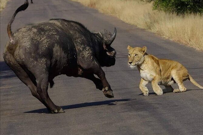 All Inclusive 2 Day Kruger Safari from Nelspruit - Final Thoughts