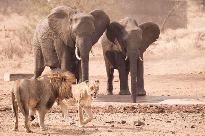 All Inclusive 3 Day Kruger Safari Adventure From Johannesburg - Final Thoughts in Brief