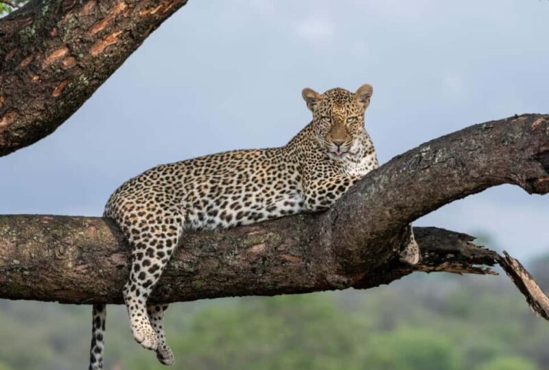 All Inclusive 3 Day Kruger Safari from Nelspruit - The Sum Up: Who Is This Safari Best For?