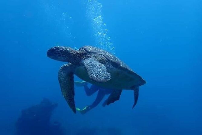All Inclusive Bali Scuba Diving at Tulamben with Lunch -Transport - The Full Experience: What to Expect from Start to Finish