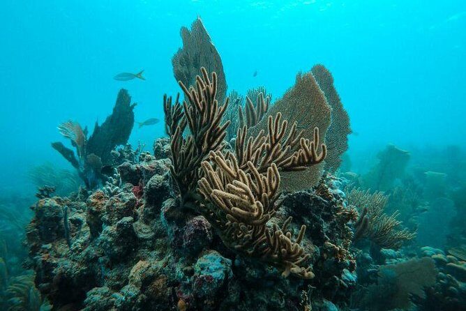 All Inclusive Beach and Snorkel Boat Tour to Icacos Island - Practical Details and Tips