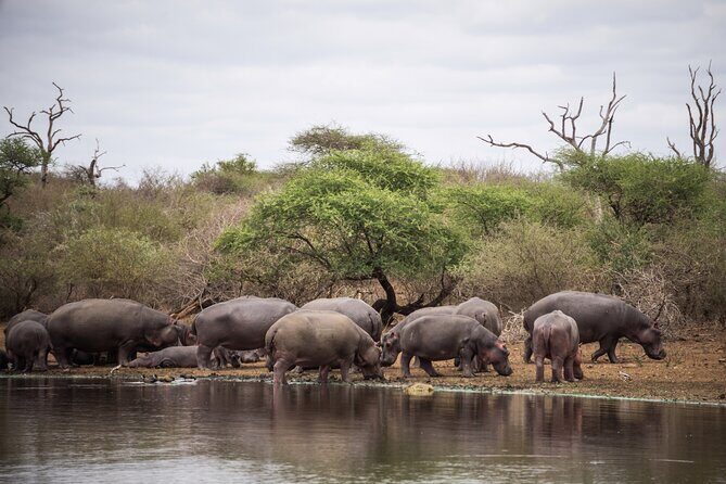 All inclusive BIG 5 Kruger 2 Day Safari from Johannesburg - What the Tour Includes and What to Keep in Mind
