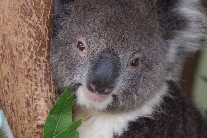 All Inclusive Blue Mountain,Scenic World,Lunch,Koalas,ferry - FAQs