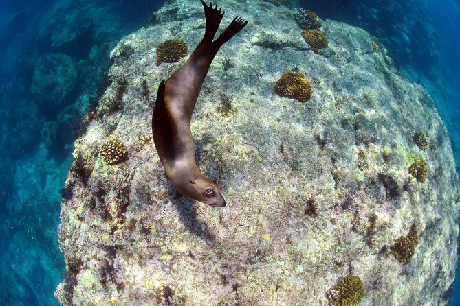 All-Inclusive Catamaran Tour | Beaches & Sea Lions from Los Cabos - Practical Tips