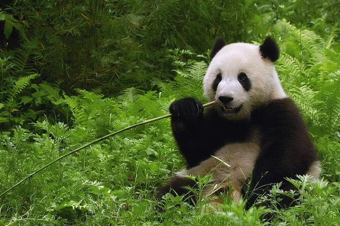 All-inclusive Day Tour: Mutianyu Great Wall & Beijing Panda Zoo with Local Lunch - Diving Into the Experience