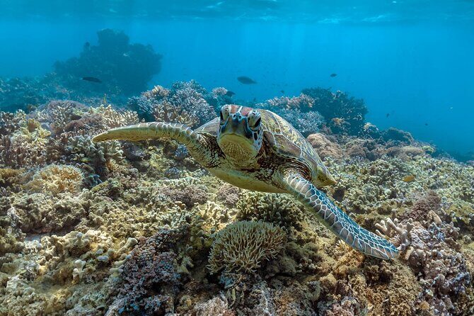 All Inclusive Day Tour to Frankland Islands Great Barrier Reef - Key Points