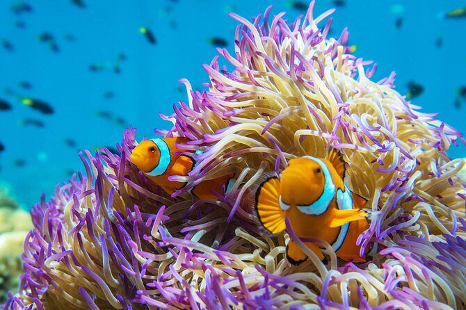 All Inclusive Day Tour to Frankland Islands Great Barrier Reef - The Sum Up