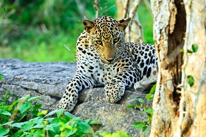 All Inclusive Leopard Nest Luxury Glamping experience in Yala - Who Would Love This Tour?