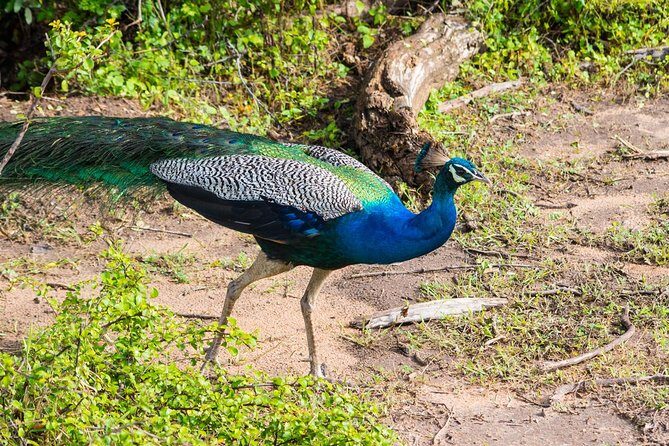 All Inclusive Leopard Nest Luxury Glamping experience in Yala - FAQs