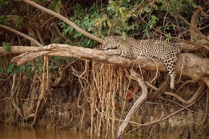 All inclusive leopard safari Wilpattu with guide - Who Is This Tour Best For?