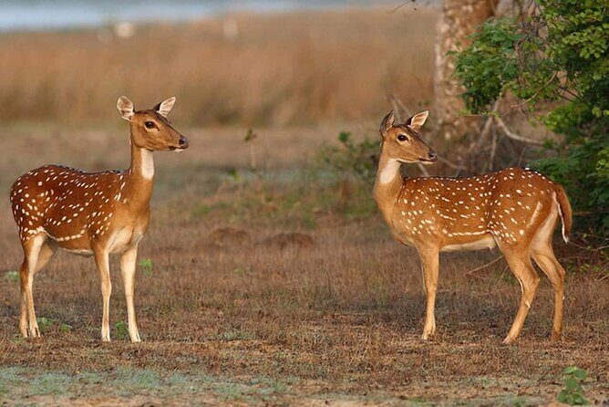 All inclusive leopard safari Wilpattu with guide - FAQ