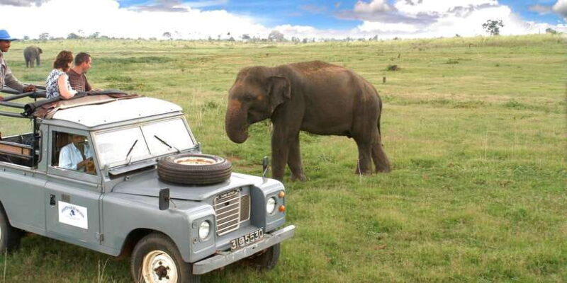 All-Inclusive Minneriya National Park Afternoon Safari - Highlighting the Real Experiences
