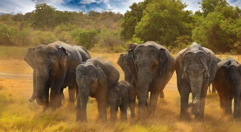 All-Inclusive Minneriya National Park Afternoon Safari - FAQ